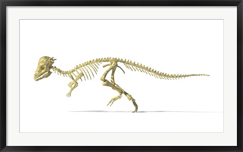 Framed 3D Rendering of a Pachycephalosaurus Dinosaur Skeleton Print