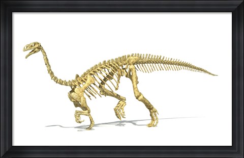 Framed 3D Rendering of a Plateosaurus dinosaur skeleton Print