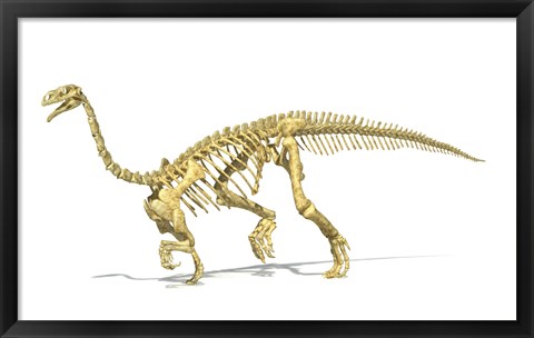Framed 3D Rendering of a Plateosaurus dinosaur skeleton Print