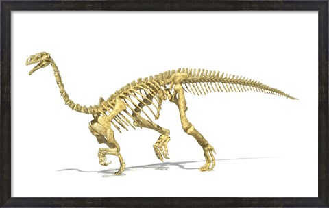 Framed 3D Rendering of a Plateosaurus dinosaur skeleton Print