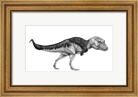 Framed Black Ink Drawing of Lythronax Argestes Print