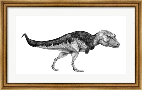 Framed Black Ink Drawing of Lythronax Argestes Print