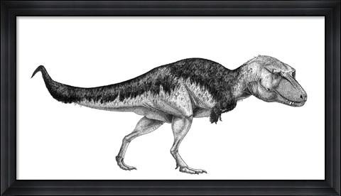 Framed Black Ink Drawing of Lythronax Argestes Print