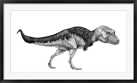 Framed Black Ink Drawing of Lythronax Argestes Print