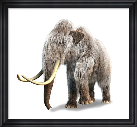 Framed Woolly Mammoth, White Background Print