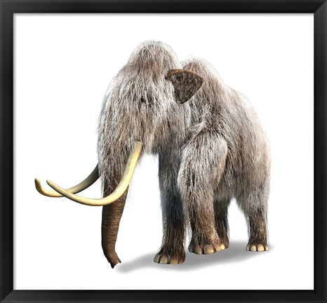 Framed Woolly Mammoth, White Background Print