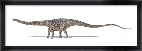 Framed Diplodocus Dinosaur on White Background Print