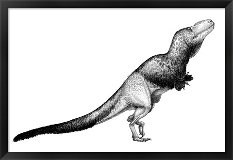 Framed Black Ink Drawing of Daspletosaurus Torosus Print