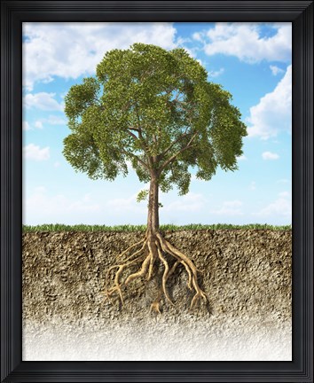 Framed Cross section of Soil Showing a Tree with its Roots Print