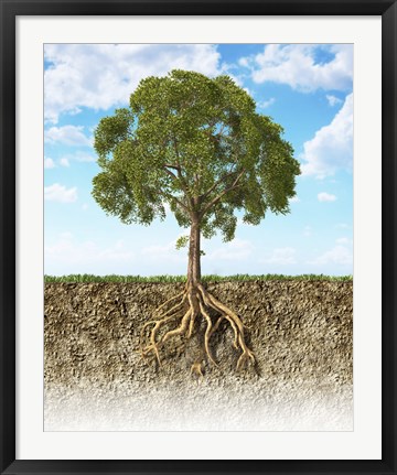 Framed Cross section of Soil Showing a Tree with its Roots Print