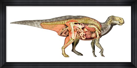 Framed Internal anatomy of an Iguanodon dinosaur Print