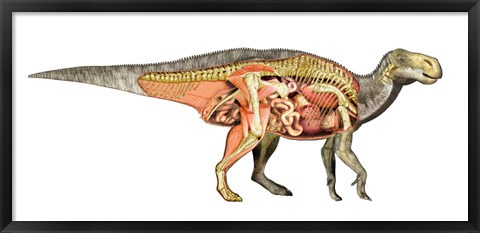 Framed Internal anatomy of an Iguanodon dinosaur Print