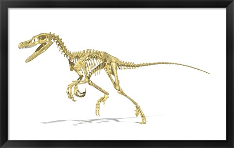 Framed 3D Rendering of a Velociraptor Dinosaur Skeleton Print