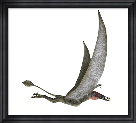 Framed Dorygnathus Flying Dinosaur Print