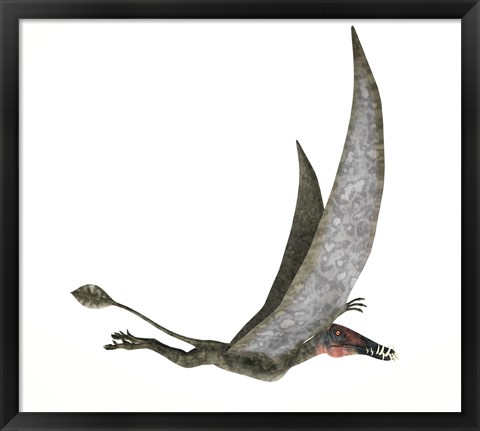 Framed Dorygnathus Flying Dinosaur Print