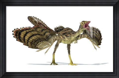 Framed Archaeopteryx Dinosaur Print