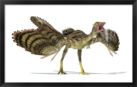 Framed Archaeopteryx Dinosaur Print