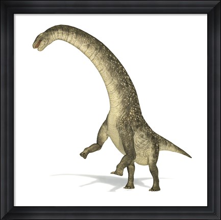 Framed Titanosaurus Dinosaur on White Background Print