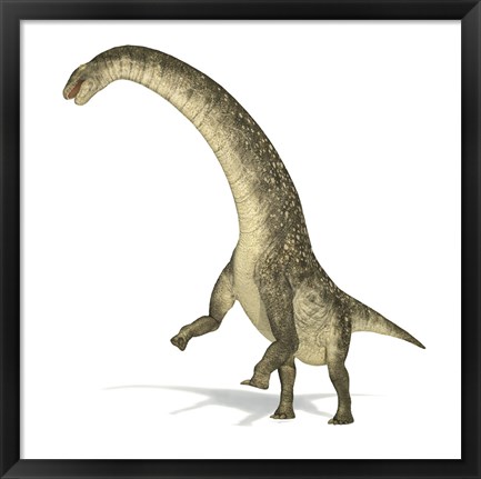 Framed Titanosaurus Dinosaur on White Background Print