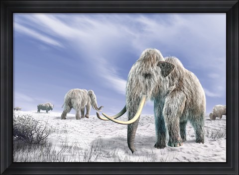 Framed Two Woolly Mammoths in a Snow Covered Field with a Few Bison Print