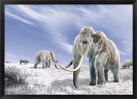 Framed Two Woolly Mammoths in a Snow Covered Field with a Few Bison Print