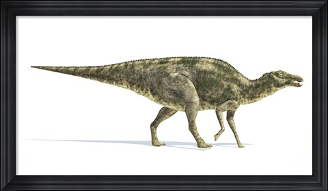 Framed Maiasaura Dinosaur on White Background Print