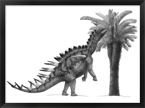 Framed Pencil Drawing of Miragaia Longicollum Feeding on a Cycad Tree Print