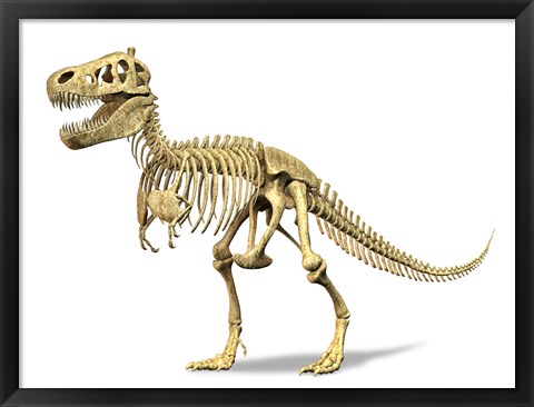 Framed 3D Rendering of a Tyrannosaurus Rex Dinosaur Skeleton Print