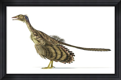 Framed Archaeopteryx Dinosaur on White Background Print