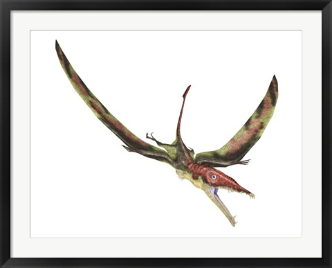 Framed Eudimorphodon Flying Prehistoric Reptile Print