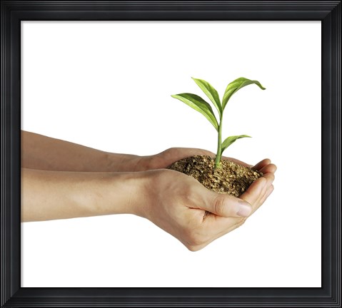 Framed Man&#39;s Hands Holding Soil with a Little Growing Green Plant Print
