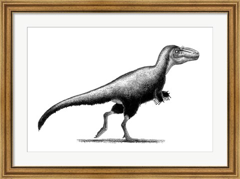 Framed Black Ink Drawing of Teratophoneus Curriei Print