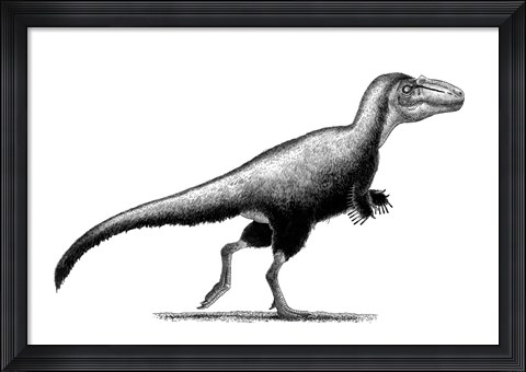 Framed Black Ink Drawing of Teratophoneus Curriei Print