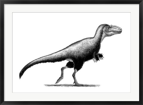 Framed Black Ink Drawing of Teratophoneus Curriei Print