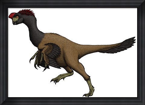 Framed Citipati, an Oviraptorid from the Cretaceous Period Print