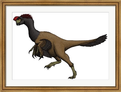 Framed Citipati, an Oviraptorid from the Cretaceous Period Print