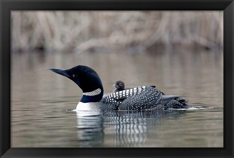 Framed British Columbia Common Loon with chick Print