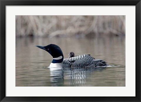 Framed British Columbia Common Loon with chick Print