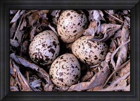 Framed Nightjar Nest and Eggs, Thaku River, British Columbia, Canada Print