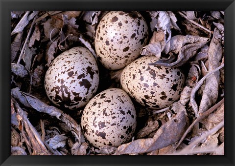 Framed Nightjar Nest and Eggs, Thaku River, British Columbia, Canada Print