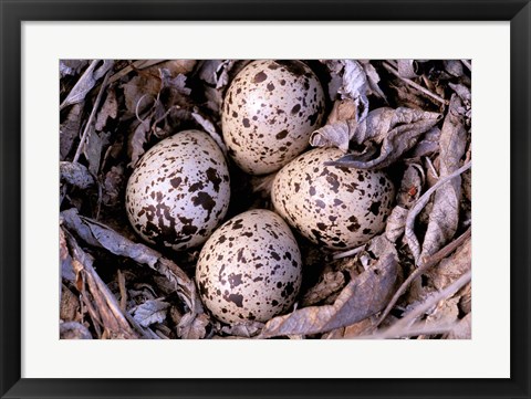 Framed Nightjar Nest and Eggs, Thaku River, British Columbia, Canada Print