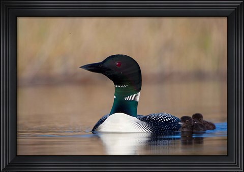 Framed British Columbia Common Loon bird on Lac Le Jeune Print