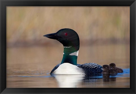 Framed British Columbia Common Loon bird on Lac Le Jeune Print