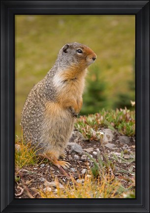 Framed British Columbia, Banff NP, Columbian ground squirrel Print