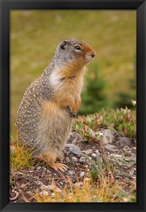 Framed British Columbia, Banff NP, Columbian ground squirrel Print