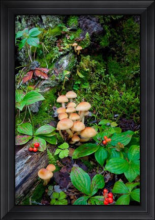 Framed British Columbia, Bowron Lakes Park Bunchberry, Forest Print