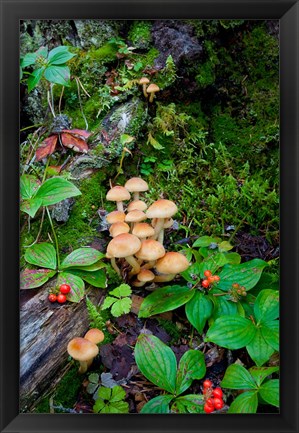 Framed British Columbia, Bowron Lakes Park Bunchberry, Forest Print
