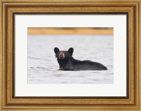 Framed British Columbia, Bowron Lakes Park, Black bear Print