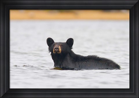 Framed British Columbia, Bowron Lakes Park, Black bear Print