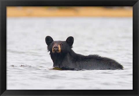 Framed British Columbia, Bowron Lakes Park, Black bear Print